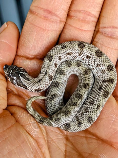 Hog Nose Snake Morphs, Hog Nose Snake, Western Hognose, Inland Taipan, Western Hognose Snake, Rare Albino Animals, Danger Noodle, Hognose Snake, Albino Animals