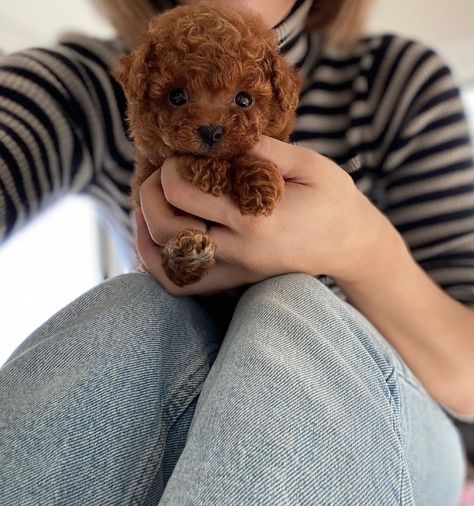 Teacup Poodle Puppies, Teacup Poodle, Poodle Puppies For Sale, Puppy Mom, Tea Cup Poodle, Poodle Puppies, Poodle Puppy, Toy Poodle, Puppies For Sale