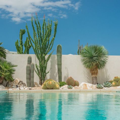 28 Pool Landscaping Ideas for a Serene Backyard Oasis | Enhance Your Space - placeideal.com Arizona Backyard Ideas Pool Landscape Design, Palm Springs Landscaping, Palm Springs Garden, Desert Landscaping Backyard, Serene Backyard, Beach House Landscaping, Cactus Garden Landscaping, Pool Landscaping Ideas, Desert Backyard