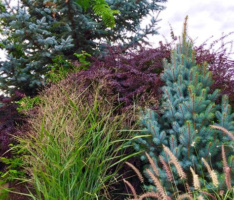 Cool Blues Tame the Heat in the Pacific Northwest | Fine Gardening Pacific Northwest Landscaping, Northwest Landscaping, Evergreen Garden, Fine Gardening, The Pacific Northwest, Barndominium, The Hill, Pacific Northwest, North West