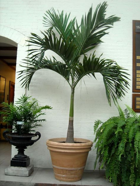 Christmas Palm Hawaiian Landscaping, Palm Trees For Sale, Potted Palm Trees, Alexander Palms, Indoor Palm Trees, Christmas Palm Tree, Potted Palms, Tree Species, Green Things