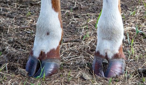 Cow Hoof, Cow Quilt, Cow Hooves, Nice Hands, Animal Horns, Beef Cow, Self Insert, Dairy Cattle, Landscape Outdoor