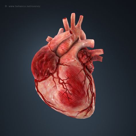 3d illustration of a human heart. on Behance Human Heart Art, Human Heart Anatomy, Heart Organ, Photo Mannequin, Anatomical Heart Art, Heart Real, Heart 3d, Heart Anatomy, Human Body Anatomy