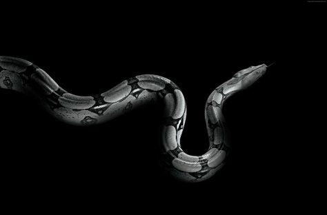 #snake #Python #4K #wallpaper #hdwallpaper #desktop Black Mamba Snake, Lit Circles, Wallpaper In Bathroom, Art Inspiration Easy, Film Study, Cool Snakes, Secret Hideout, Plant Room Ideas, Snake Wallpaper