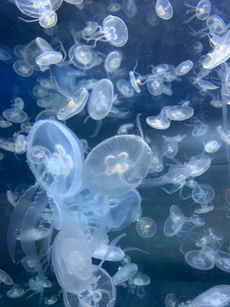 Jellyfish Blue, Jellyfish Pictures, Jellyfish Tank, Sea Jellies, Princess Jellyfish, Blue Jellyfish, Jellyfish Art, Light Blue Aesthetic, Color Vibe