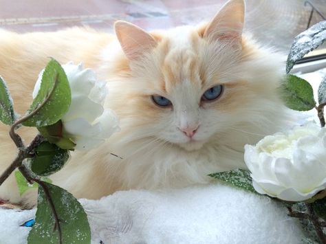 Cat Breeds Ragdoll, Yellow Kittens, Cat Pretty, Funny Looking Cats, Cat Pfp, Dream's Cat, Blonde Cat, Wallpaper Cat, Pretty Cat