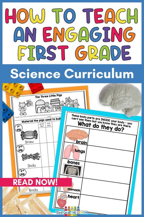 The photo says How to Teach an Engaging First Grade Science Curriculum and includes a picture of a toy brain next to a worksheet about organs of the body and a picture of a lego lock and popsicle sticks next to a Three Little Pigs house building activity sheet. Elementary Science Lessons, Science Lessons Elementary, First Grade Curriculum, Forms Of Energy, First Grade Lessons, 1st Grade Science, Animal Adaptations, First Grade Science, Seasonal Changes