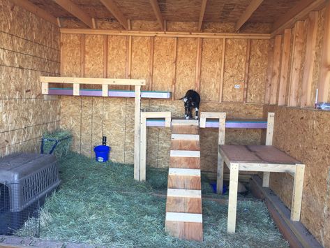 Goat Garden Ideas, How To Build A Goat Shelter, Shelters For Goats, Goat Shelter Plans, Goat House Interior, Easy Goat Shelter Diy, Outdoor Goat Shelter, Goat Pallet Shelter, Goat Sleeping Platform