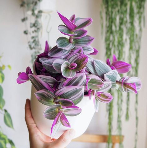 Wondering Jew Plant, Wondering Jew, Wandering Jew Plant, Wandering Jew, نباتات منزلية, Purple Plants, Tiny Plants, Pink Plant, Plants Indoor