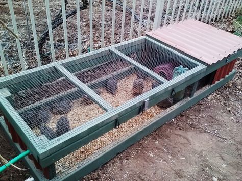 Quail in their coop outside. 4 wks old | BackYard Chickens - Learn How to Raise Chickens Bobwhite Quail Coop, Diy Cheap Quail Coop, Cheap Quail Coop, Pallet Quail Coop, Easy Diy Quail Coop, Ground Quail Coop, Small Quail Coop, Quail Pen Ideas Diy, Easy Quail Coop