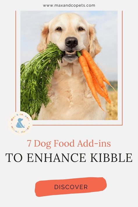 7 Dog Food Add-Ins to Enhance Kibble by Max and Co Pets | An online space for dog moms who believe, like us, that dogs deserve better. It’s true, that not all kibble is created equal, but even when selecting the best kibble you can find on the market, a lot of the nutrients are lost during the high-heat process. And let’s not talk about the flavor enhancers and preservatives. Read more! dog food add-ins, dog food additives, kibble enhancers, dog kibble enhancers, enhance kibble for dogs Can Dogs Eat Carrots, Dog Nutrition, Watercolor Pet Portraits, Animal Book, Best Dog Food, Animal Nutrition, Dog Care Tips, Can Dogs Eat, Dog Eating