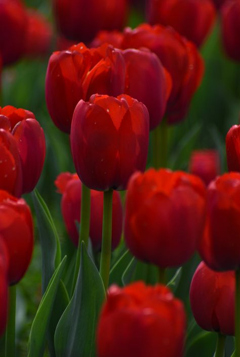 Close-Up Shot of Red Tulips · Free Stock Photo Flower Sketchbook, Rice Flower, Beautiful Tulips, Garden Goals, Beautiful Bouquet Of Flowers, Red Tulips, Cocktail Event, Favorite Flowers, Beautiful Rose Flowers