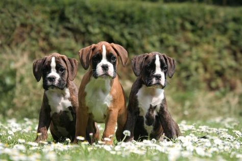 Boxer Dogs Brindle, Cute Boxer Puppies, Boxer Dog Breed, Brindle Boxer, Boxer And Baby, Cute Boxers, Boxer Puppy, Boxer Love, Boxer Puppies