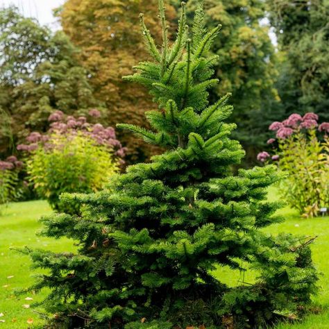 North Star White Spruce, Norway Spruce Tree Landscaping, Spruce Tree Landscaping, White Spruce Tree, Black Hills Spruce, Evergreen Trees Landscaping, Best Trees For Privacy, Norway Spruce Tree, Types Of Pine Trees