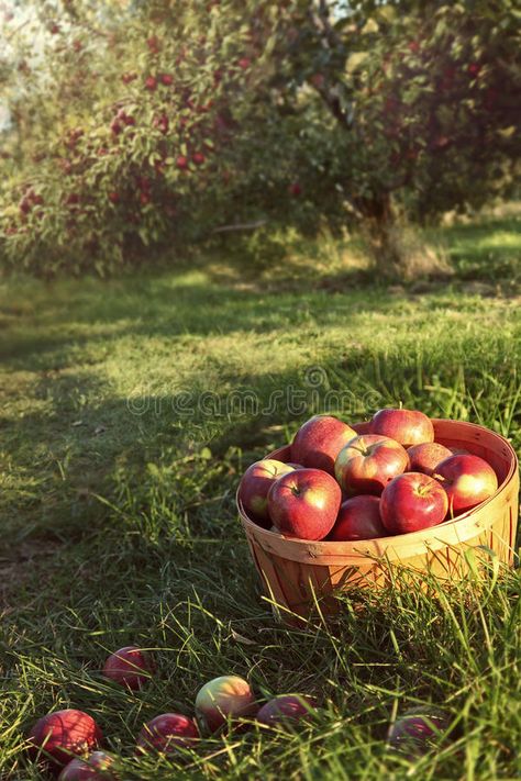 Bushel of apples in the orchard stock images Apples In Basket, Basket Of Apples, Oak Glen, Apple Stock, Food Photography Inspiration, Fall Apples, Best Pumpkin, Apple Orchard, Dry Leaf