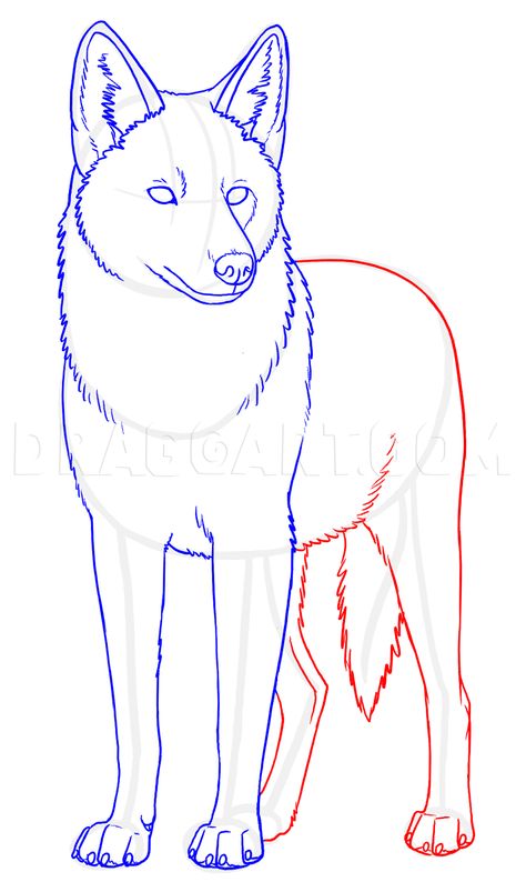 How To Draw Coyotes, Prairie Wolf, Step by Step, Drawing Guide, by makangeni | dragoart.com How To Draw A Coyote Step By Step, Coyote Trickster, Coyote Drawing, Painted Flask, Wolf Drawing Easy, Coyote Animal, German Shepherd Art, Wolf Sketch, Animal Tarot