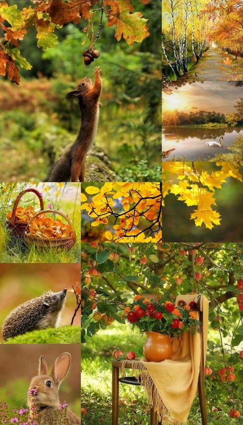 MY # WALLPAPER # IPHONE # COLLAGE # MEINE # HINTERGRUNDBILDER Wallpaper Iphone Collage, Iphone Collage, Autumn Wallpaper, My Wallpaper, Color Palette Design, Colour Board, Autumn Art, Brand Colors, Primavera Estate