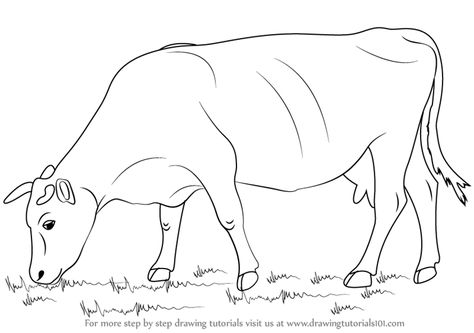 Cow Pencil Drawings, Cow Outline Drawings, Cow Drawing Pencil, Cow Drawing Easy Step By Step, Cow Simple Drawing, Cow Sketch Easy, Cow Drawing Simple, Cow Easy Drawing, How To Draw A Cow