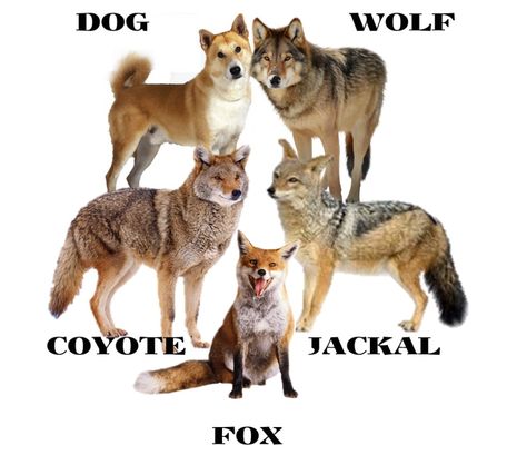 Find the Difference and comparison Between Canidae Family members Dog vs Wolf vs Jackal, Coyote and Fox.  To know the facts about keeping wolves and coyote as a pet. Types Of Wolf, Golden Jackal, Coyote Animal, Dog Wolf, Coyote Hunting, Fox Dog, Wolf Pictures, Animal Facts, Wild Dogs