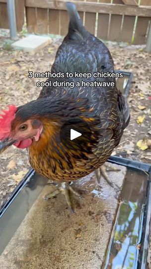 230K views · 4.7K reactions | How to keep chicken cool during the summer! Heat can kill your chickens super fast so make sure you are keepi | Thaole Plants | Thaole Plants · Original audio How To Keep Chickens Cool, How To Keep Chickens Cool In The Summer, Keep Chickens Cool In Summer, Chicken Tips, Homestead Animals, Live Chicken, Chicken Coop Garden, Chicken Pen, Backyard Chicken Farming