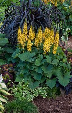 Lobelia Cardinalis, Bottle Rocket, Shade Gardening, Black Thumb, Shade Garden Plants, Garden Shade, Best Perennials, Shade Gardens, Future Garden