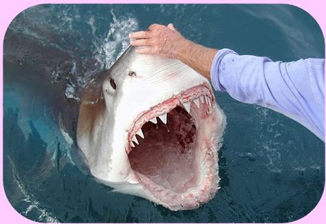 How to pick a Great White's nose. Shark Mouth Open, Shark Gif, Sharks Scary, Shark Cage Diving, Shark Drawing, Shark Mouth, Teeth Art, Shark Art, Shark Fishing