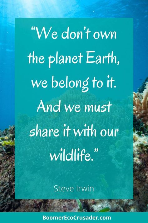 Quote: "We don't own the planet Earth, we belong to it. And we must share it with our wildlife." - Steve Irwin Wildlife Conservation Quotes, Zoology Quotes, Wild Animal Quotes, Yeontan Wallpaper, National Wildlife Day, Conservation Quotes, Wildlife Quotes, Conservation Of Wildlife, Crayola Crafts