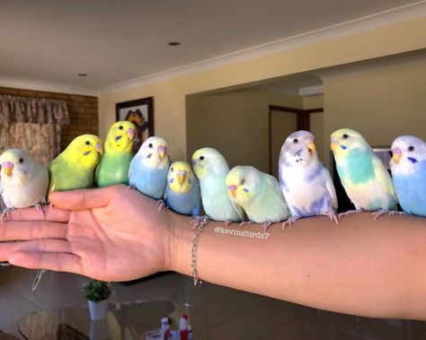 Birds In Nature, Budgies Parrot, Tattoo Pet, Budgie Bird, Pet Tattoos, Budgies Bird, Bird Quotes, Korat, Funny Parrots