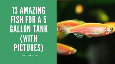 4 Gallon Fish Tank, 5.5 Gallon Fish Tank Ideas, 5 Gallon Planted Betta Tank, 5 Gallon Fish Tank Ideas, 5 Gallon Fish Tank, Fish Tank For Kids, Glofish Tank, Planted Betta Tank, 5 Gallon Tank