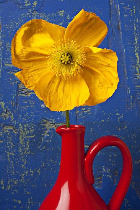 "Yellow Iceland Poppy in Red Pitcher ~ By Garry Gay" Pinned for Red Yellow Blue - Color Inspiration Iceland Poppy, Color Harmony, Foto Art, Yellow Aesthetic, Red Aesthetic, Mellow Yellow, Color Textures, Colour Schemes, Red Poppies