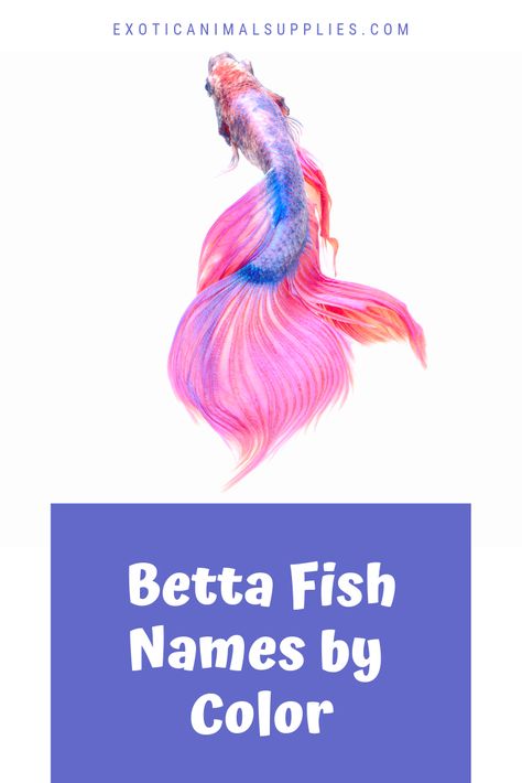 Tons of clever, cute, and funny fish names for bettas based on different colors. Get ideas for red, pink, blue, yellow, orange, white, black, and other color bettas. White Fish Names, Betta Fish Names Ideas, Blue Betta Fish Names, Fish Names Ideas Funny, Beta Fish Name Ideas, Names For Fish Pet, Fish Names Ideas Cute, Funny Fish Names, Beta Fish Names