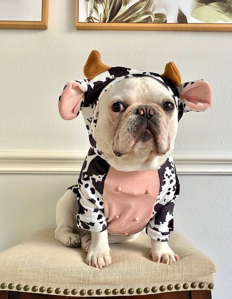 Funny Dairy Cow Dog Costume via FitFrenchie (Etsy) Cute Dog Halloween Costumes, Cute Dog Costumes, Animal Halloween Costumes, Cow Costume, Puppy Costume, Dairy Cattle, Pet Sweater, Dog Halloween Costumes, Dog Costumes