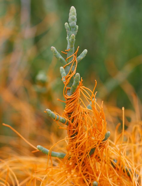 salt marsh dodder (Cuscuta salina) IMG_0572 Dodder Plant, Parasite Plant, Marsh Plants, Plants Reference, Parasitic Plants, Nature Moodboard, Plant Adaptations, Strange Plants, Native Plant Landscape