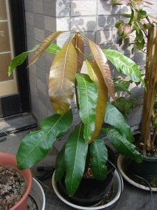 I said grow a tree with your Mango pit. Okay it's a plant but isn't it a Lovely way to use the pits beneficially? Mango Plant, Vegetable Garden Diy, Inside Plants, Mango Tree, Magic Garden, Luxury Garden, Tropical Tree, Garden Terrarium, Garden Route