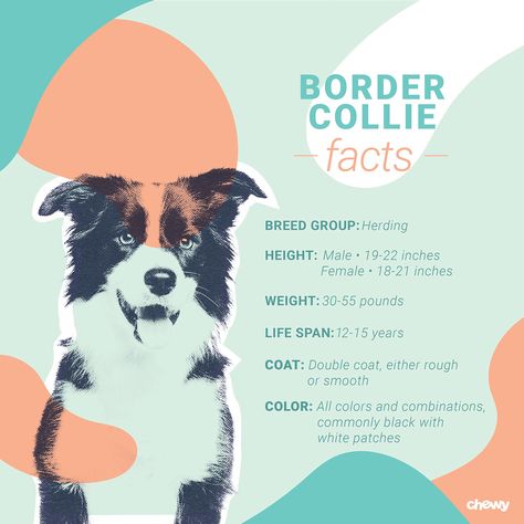 Facts About Border Collies, Border Collie Facts, Border Collie Training, Collie Breeds, Border Collie Puppies, Collie Puppies, Very Cute Dogs, Herding Dogs, Border Collie Dog