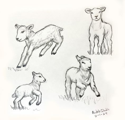 Fluffy Sheep Drawing, How To Draw A Lamb, Lamb Character Design, How To Draw A Sheep, Sheep Drawing Illustration, Sheep Drawing Simple, Lamb Doodle, Sheep Anatomy, Goat Drawing Easy