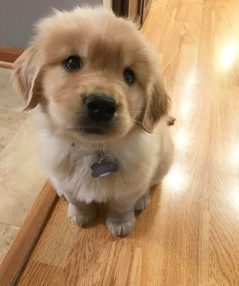 Golden retriever, Dog, Golden retriever puppie, sleepy, cute dog, sleepy dog, dog heaven, dog accessories, dog love Fluffy Golden Retriever, Teacup Pomeranian Puppy, Golden Retriever Mix, Golden Retriever Puppy, Retriever Puppy, Dogs Golden Retriever, Retriever Dog, Golden Retrievers