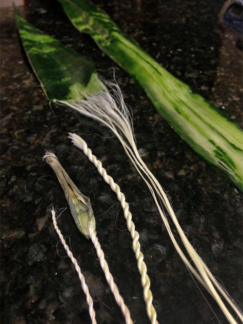 Rewilding Our Dream Homestead - Making Cordage from Snake Plant Fibers My snake... Off Grid Survival, Basket Weaving Diy, Survival Techniques, Diy Weaving, Living Off The Land, Prepper Survival, Plant Fibres, Camping Survival, Off Grid Living