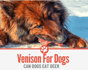 Venison Dog Food Recipes, Deer Meat Dog Food Recipe, Venison Dog Treats Homemade, Homemade Venison Dog Food, Venison Dog Food Recipe, Dog Snacks Recipes, Venison Dog Food, Deer Steak, Venison Backstrap