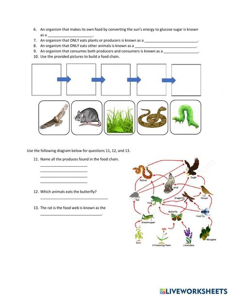 Food Chain & Food Web Quiz Food Chain Worksheet, Food Web Worksheet, Fractions To Decimals Worksheet, Distributive Property Of Multiplication, Food Webs, Trophic Level, Energy Pyramid, Decimals Worksheets, Food Chains