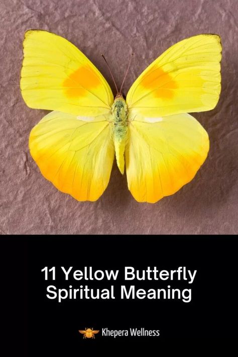 Yellow Butterfly Spiritual Meaning, Yellow Butterfly Tattoo Ideas, Butterfly Meaning Tattoo, Yellow Butterfly Wedding, Butterfly Spiritual Meaning, Yellow Butterfly Meaning, Meaning Of Yellow, Yellow Meaning, Butterfly Spiritual