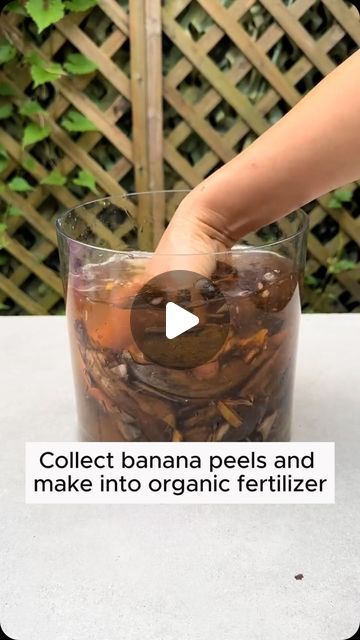 Amazing Garden on Instagram: "Use banana peels as fertilizer #backyardgardening #gardeninglife #vegetablegardening #vegetablegarden #gardeningtips #gardeninglove #organicgardening #gardensofinstagram #gardenideas #urbangardening #gardeningistherapy #gardeninggoals #homegardening #gardeninspiration #lovegardening #gardeningisfun #countrygarden #veggiegarden #happygardening" Natural Plant Fertilizer, Banana Peels, Garden Remedies, Fertilizer For Plants, Organic Fertilizer, Green Garden, Growing Food, Spring Garden, Garden Projects