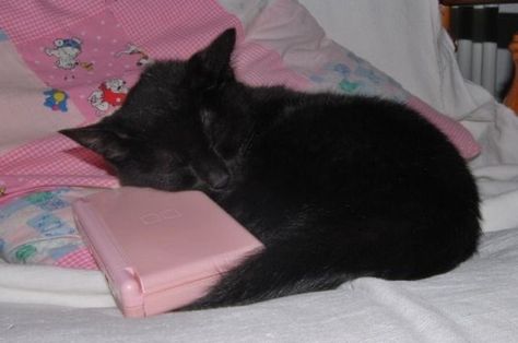 ؘ on X A Black Cat, A Black, Black Cat, We Heart It, Pink, White, Black