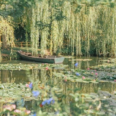 Willow Trees, Lily, Trees, Lake, Water, Flowers, Green