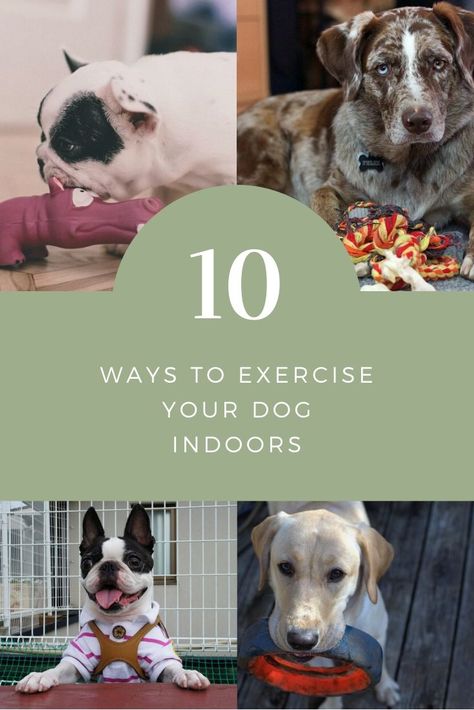 Crafts For Dogs, Dog Treadmill, Indoor Dog Park, Activities For Dogs, Homemade Dog Treat Recipes, Ways To Exercise, Dog Kennel Designs, Pharaoh Hound, Pumpkin Dog Treats