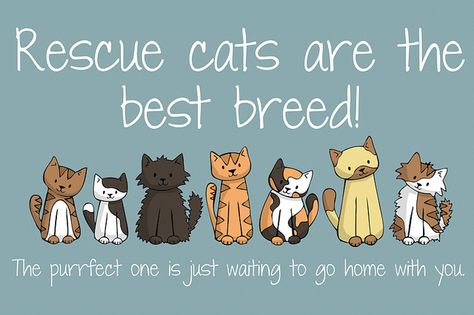 Rescue cats are the best breed | Flickr - Photo Sharing! Cat Vs Human, Rescue Cats, Cat Boarding, Cat Quotes, Cat Shelter, Cat Rescue, Cat Adoption, All About Cats, Humane Society