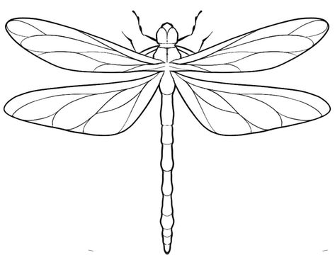 Dragonfly Anatomy Illustration, Whimsical Dragonfly Tattoo, Dragonfly Coloring Pages Free Printable, Dragonfly Line Drawing, Damselfly Illustration, Bug Outlines, Dragon Fly Stencil, Dragonfly Tattoo Drawing, Dragon Fly Outline