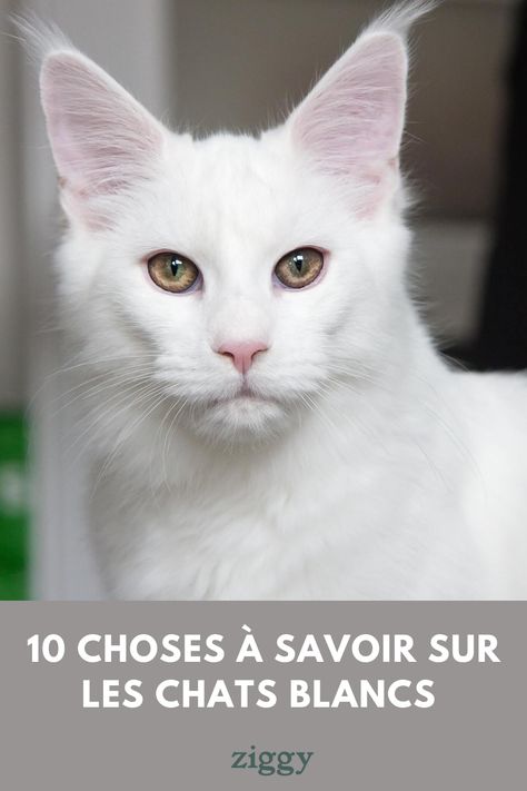 Nos amis chats blancs sont majestueux dans leur robe immaculée. Particularités génétiques, chats célèbres et races de chat... On vous a préparé une liste de 10 choses à savoir sur nos petits compagnons à poil blanc. Canaan Dog, Top 10, Dogs, Animals