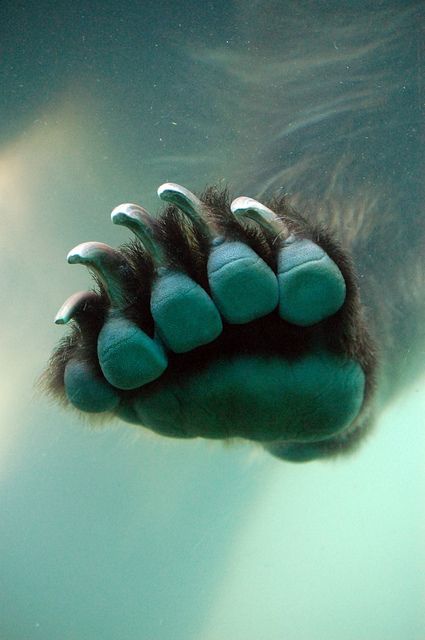 Under The Water, Bear Claws, Bear Paw, Paws And Claws, Bear Paws, Under Water, Polar Bears, Grizzly Bear, Black Bear