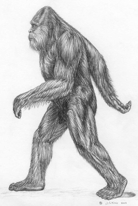 Sasquatch Drawing, Bigfoot Drawing, Real Bigfoot, Bigfoot Pictures, Bigfoot Art, Feet Drawing, Mountain Gorilla, Bigfoot Sasquatch, Drawing Examples